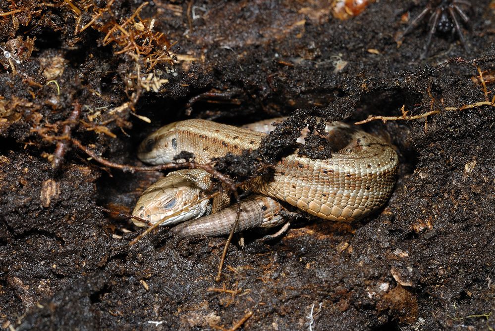 Lézards vivipares ( en hibernation dans le sol ).
