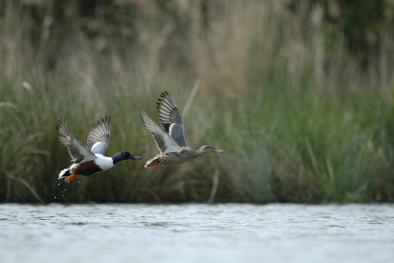 Canard souchet ( couple )