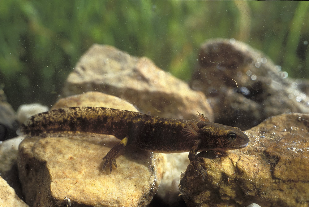 Salamandre tachetée ( larve aquatique)