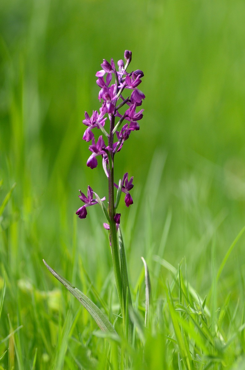 Orchis laxiflora