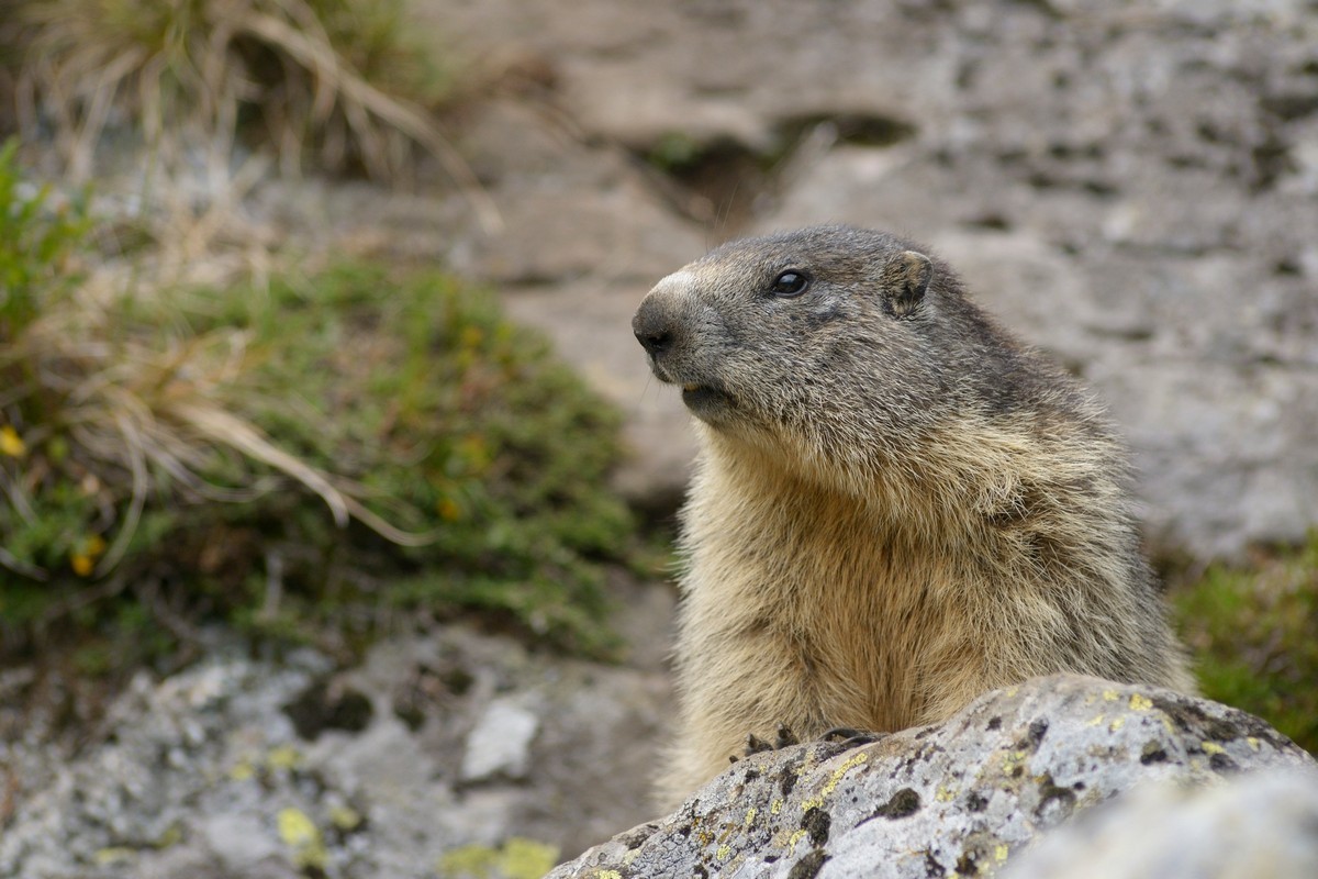 Marmotte.