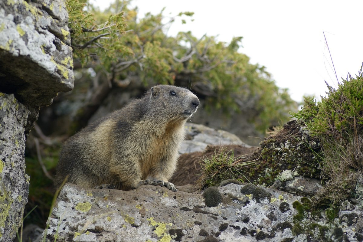 Marmotte.