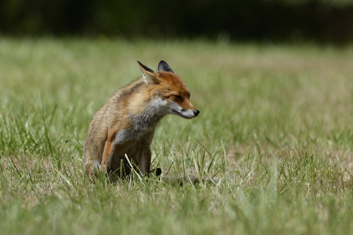 Renard roux.