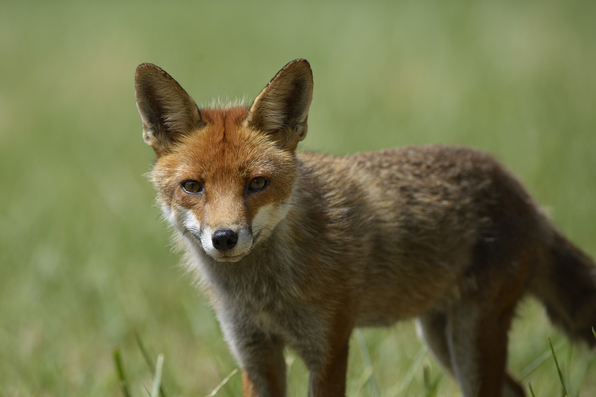 Renard roux.