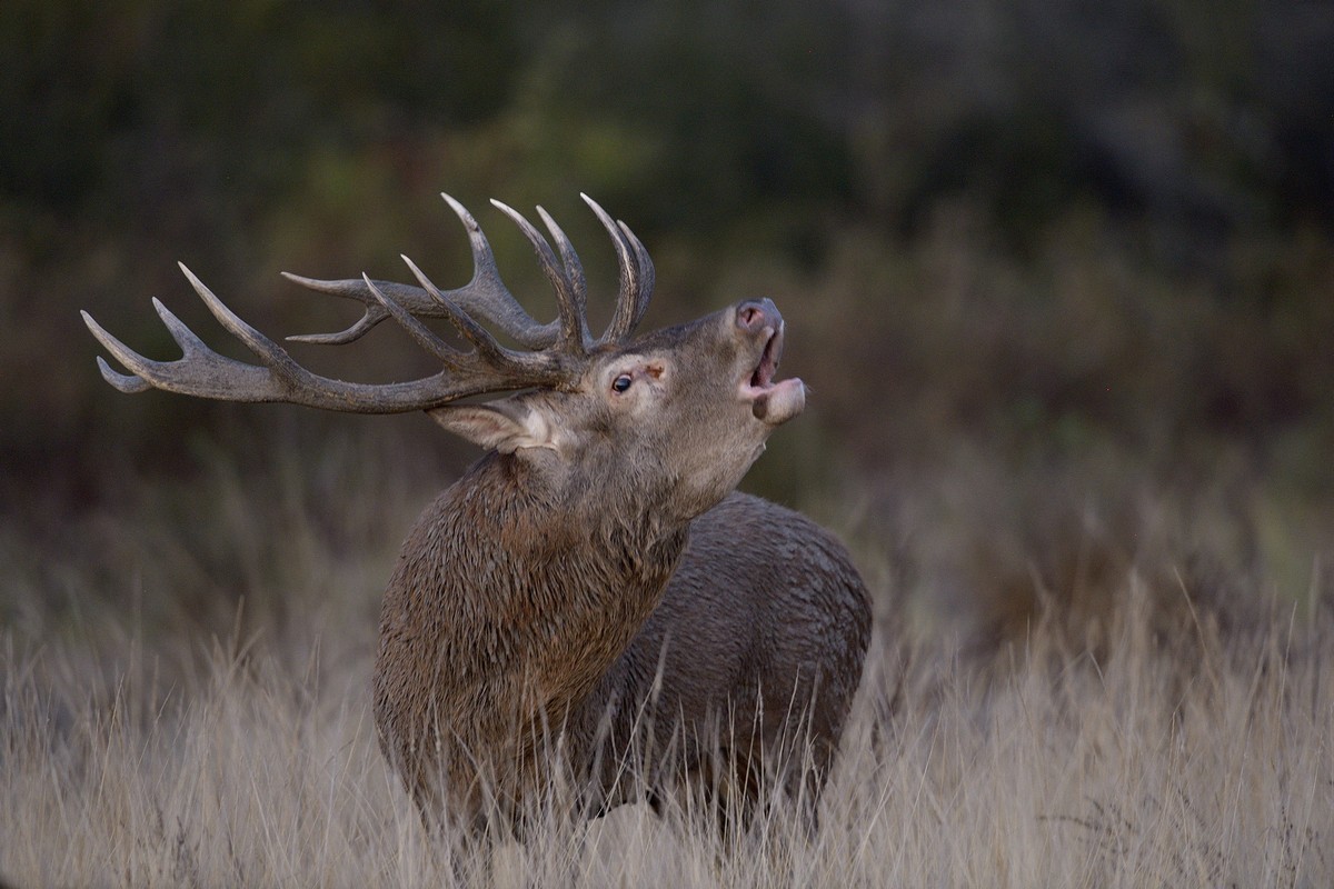 Cerf au brame.