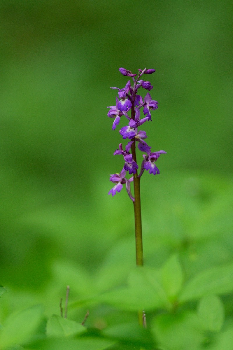 Orchis mâle