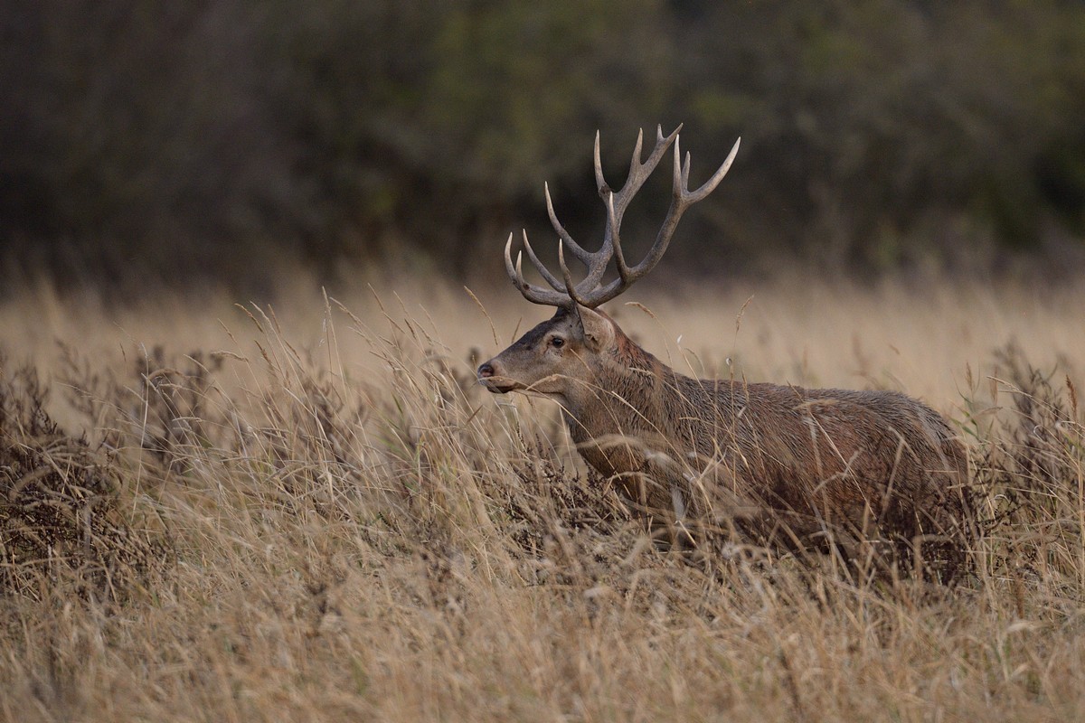 Cerf.