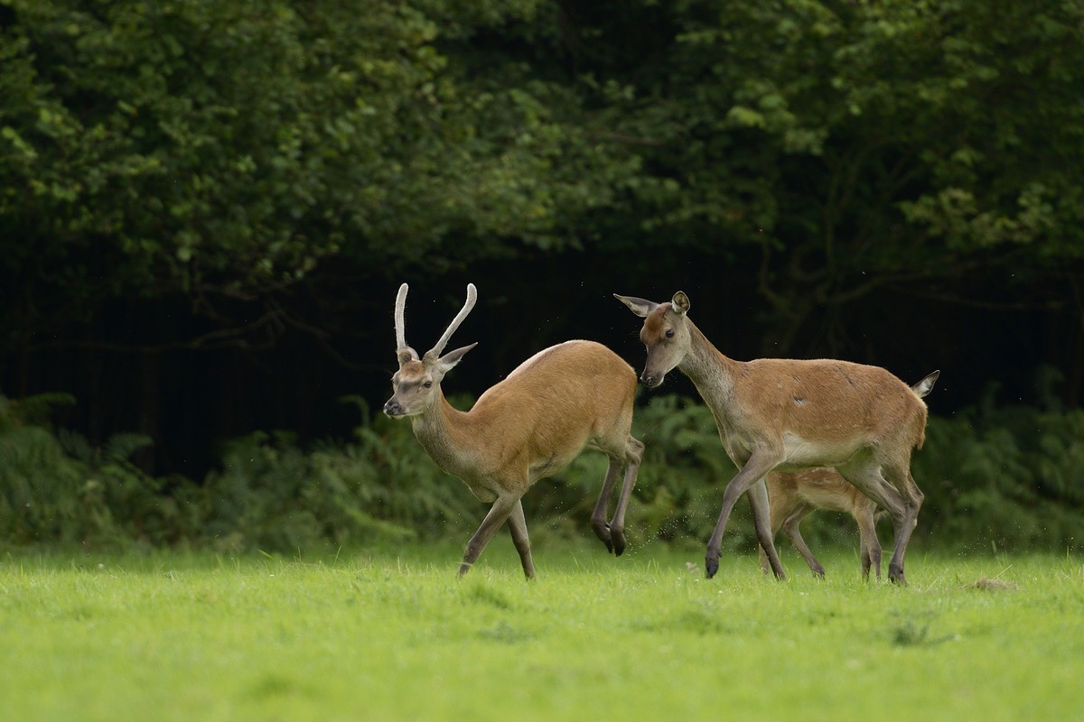 Biche et son daguet.