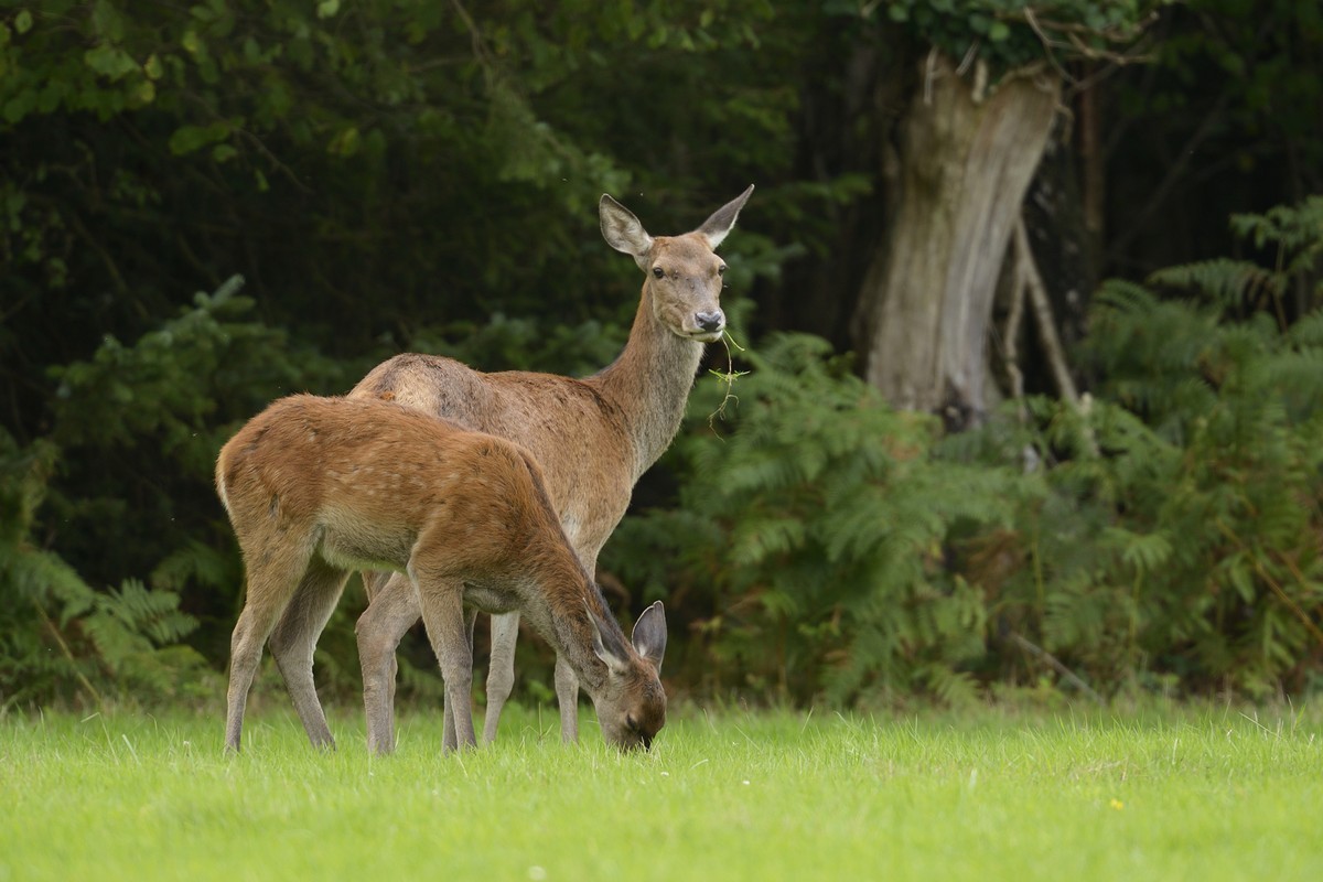 Biche et faon.