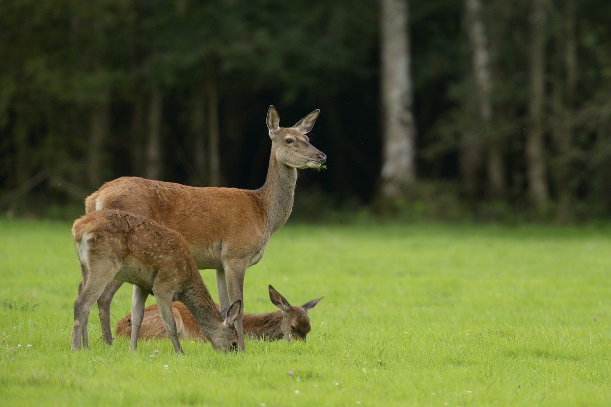 Biche et faons.