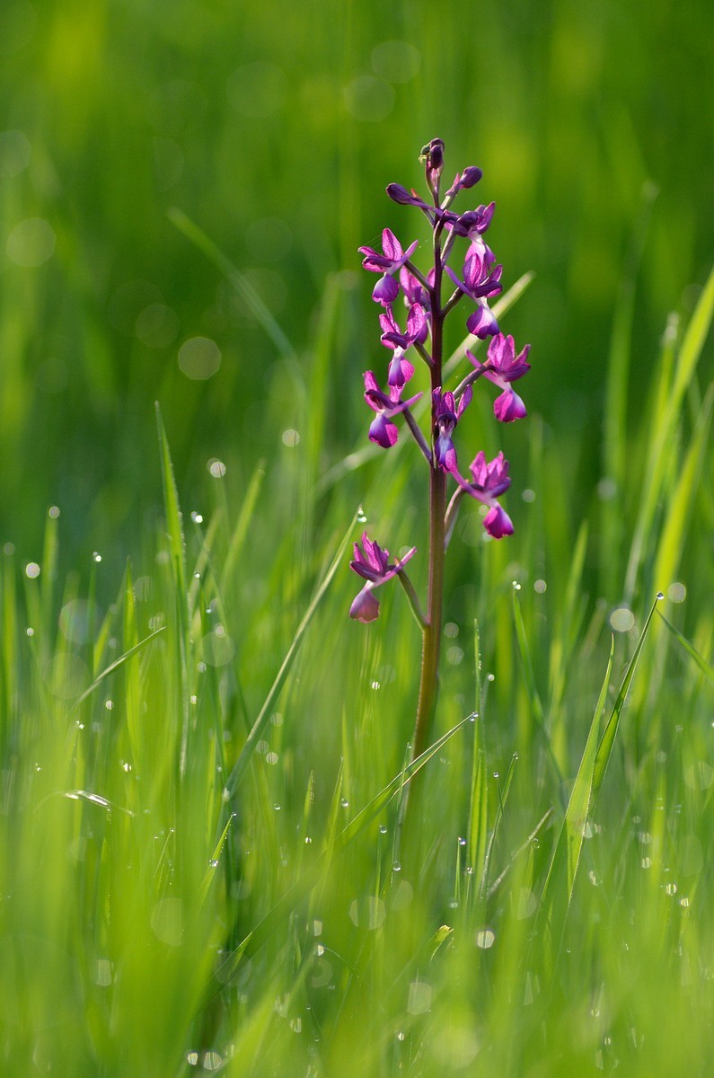 Orchis laxiflora