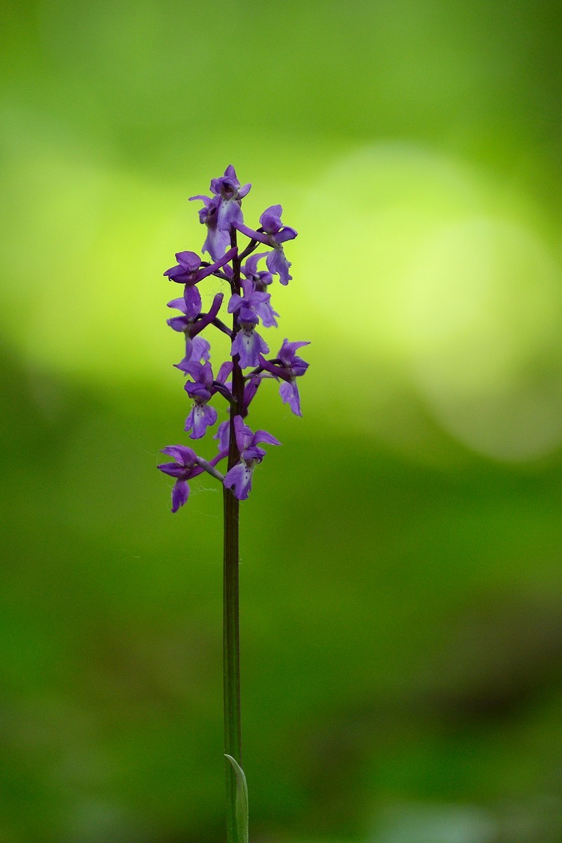 Orchis mâle