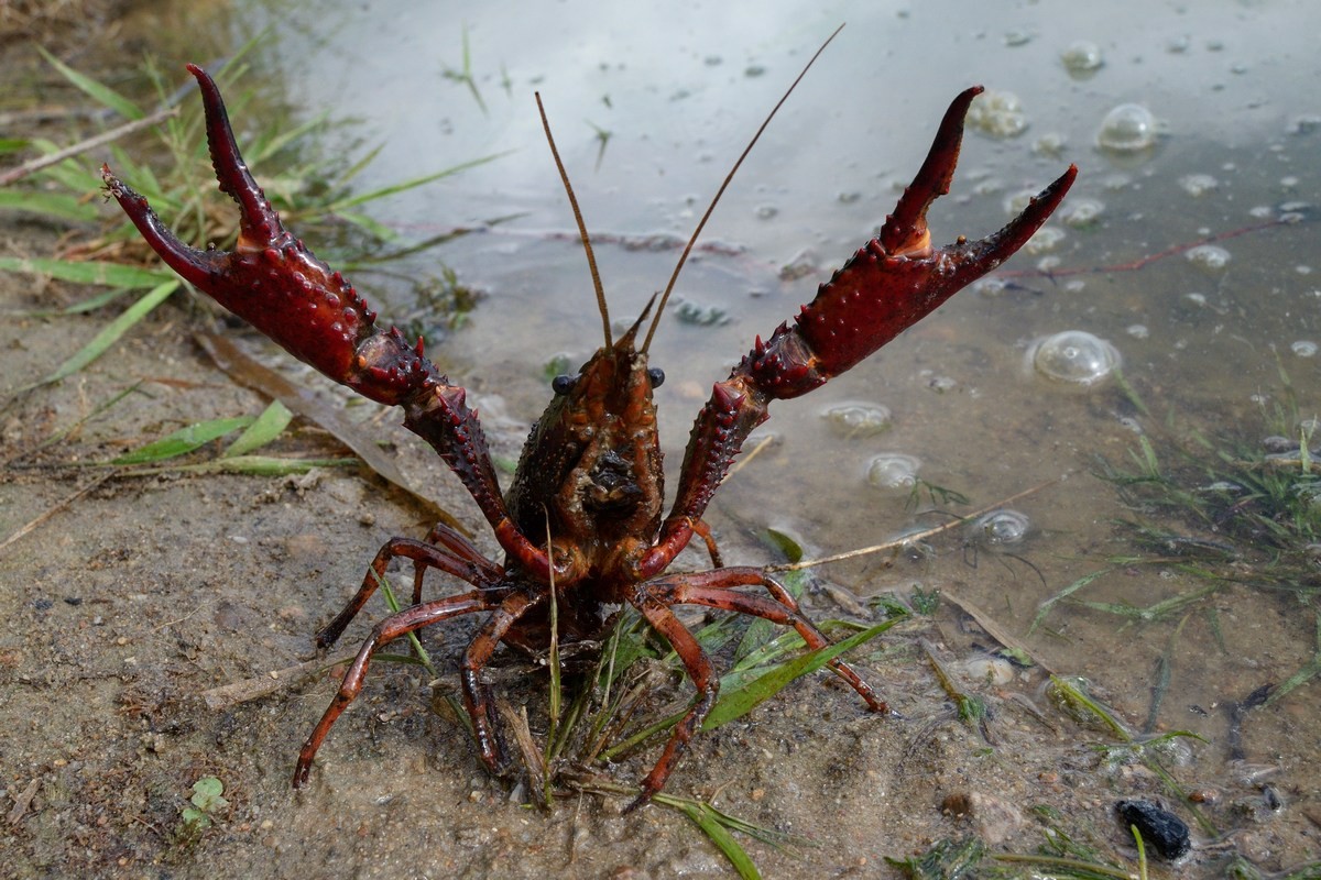 Ecrevisse de Louisianne