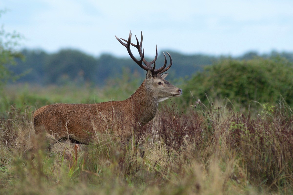 Cerf.