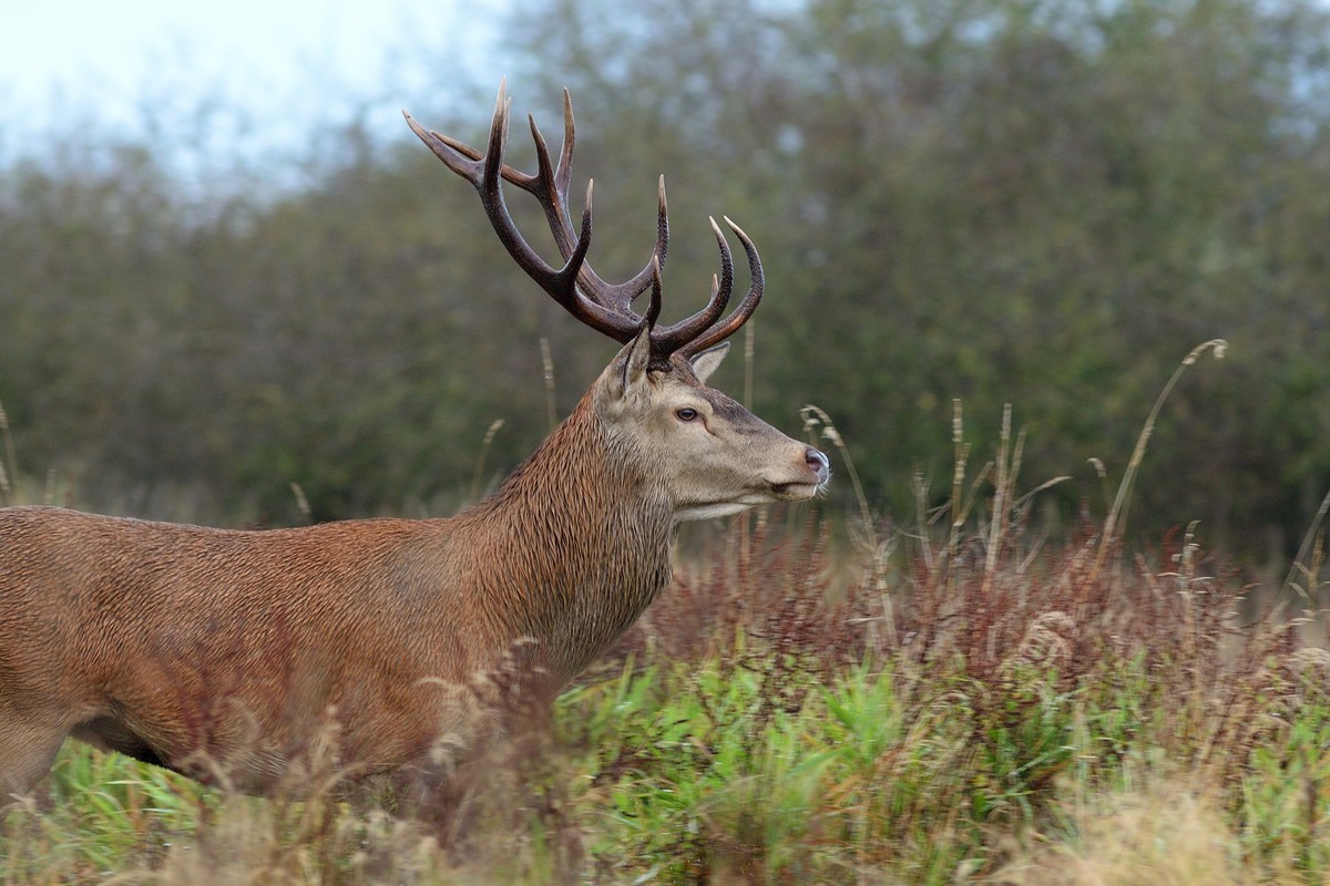 Jeune cerf.