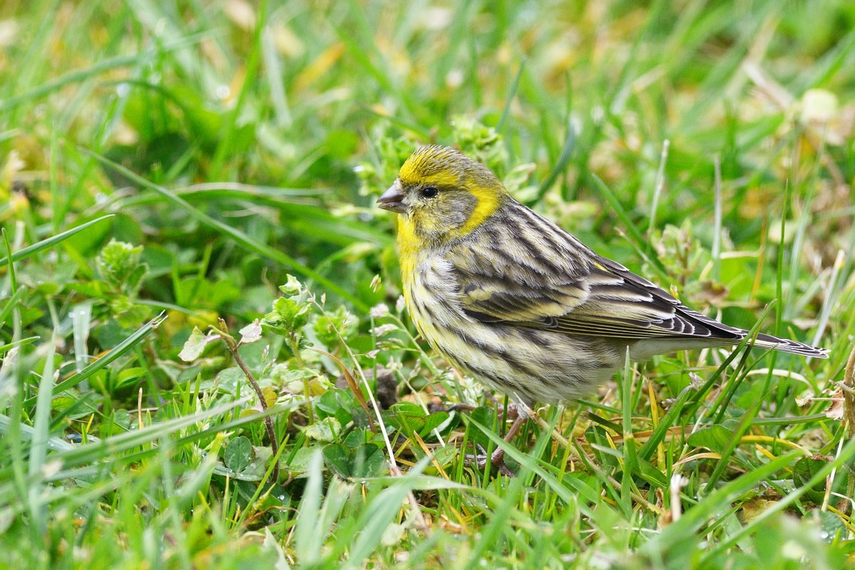 Serin cini femelle .