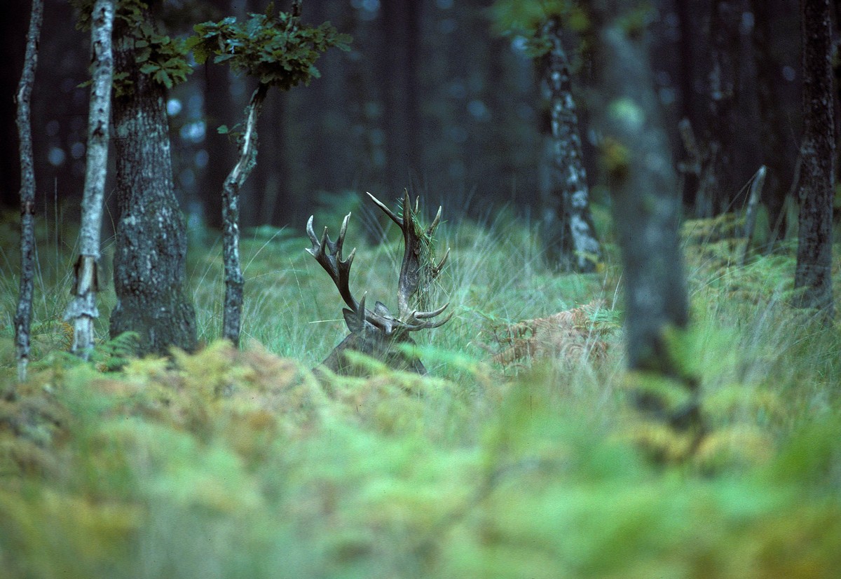 Grand cerf au repos pendant le brame.