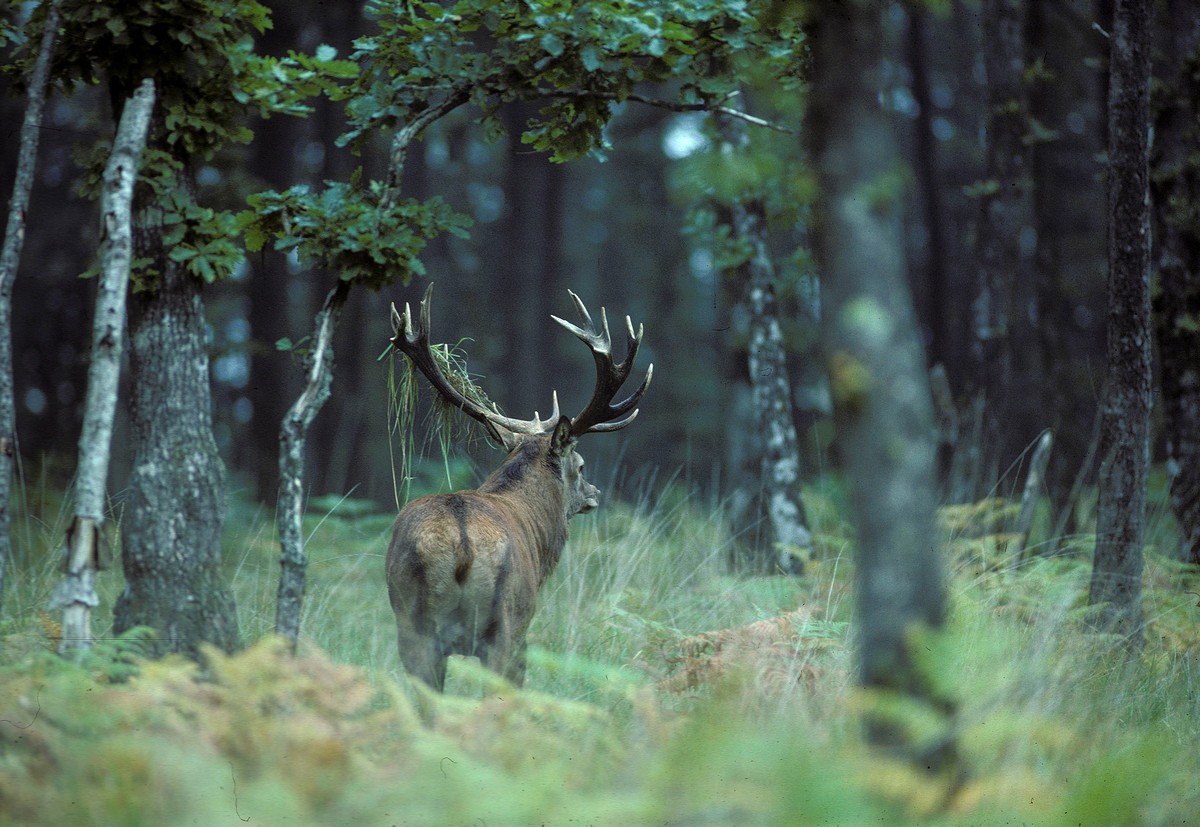 Grand cerf pendant le brame.