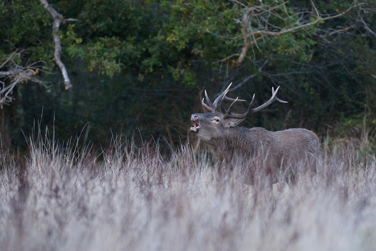 Cerf au brame.