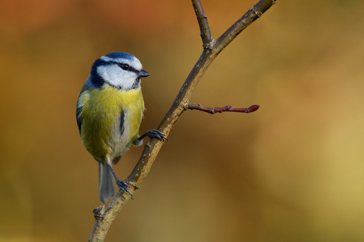 Mésange bleue.