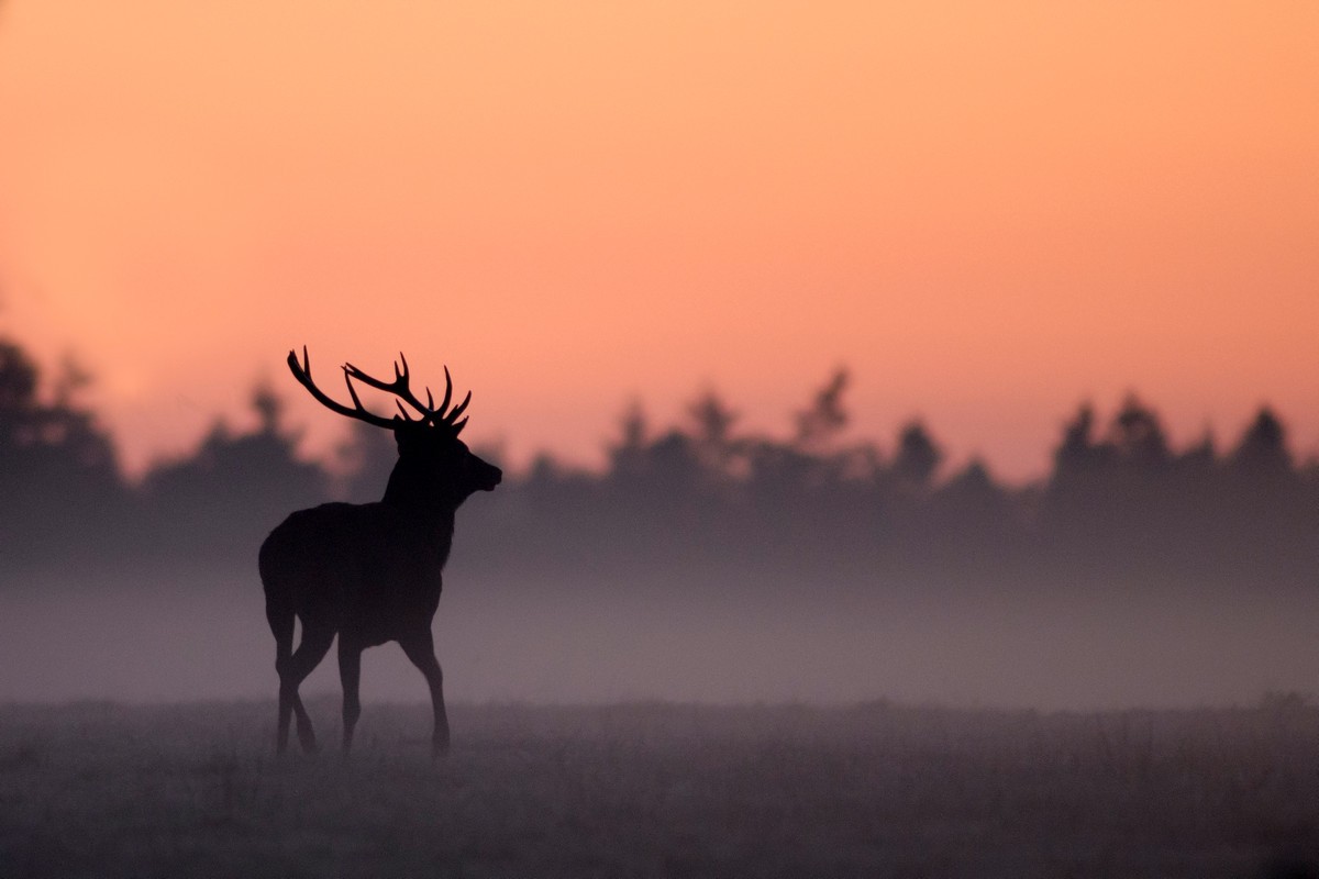 Cerf à l'aube.