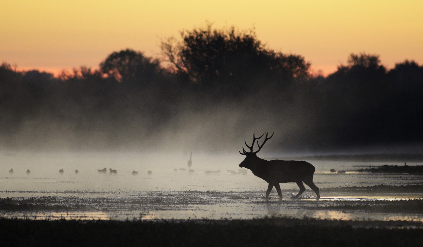 Cerf à l'étang.