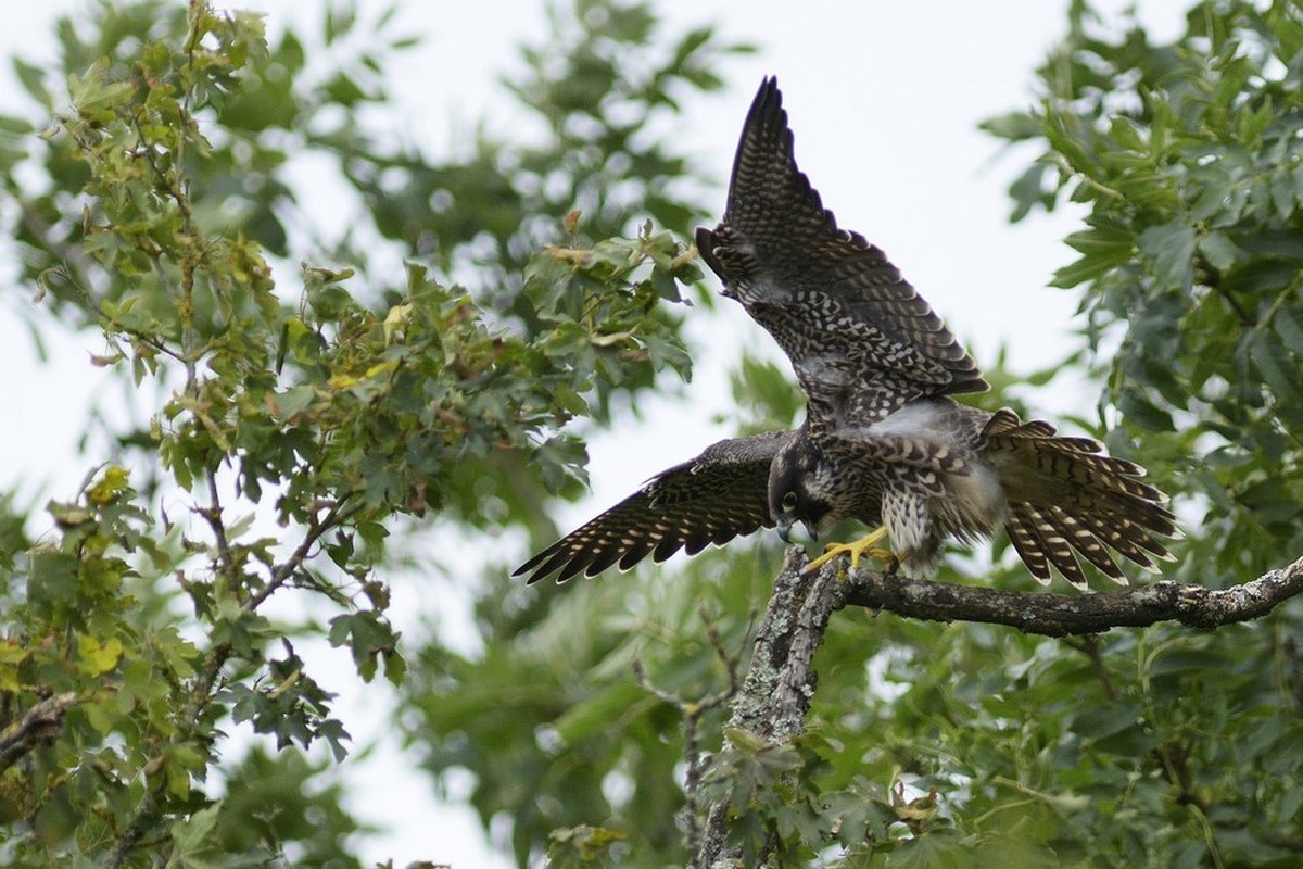 Juvénile volant.