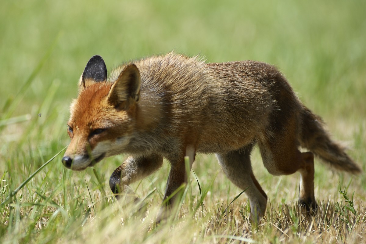 Renard roux.