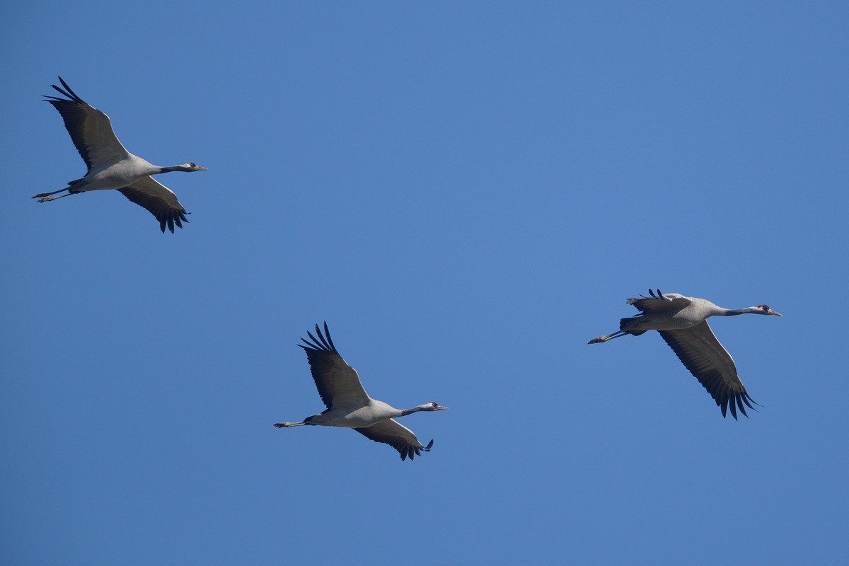 Vols de grues cendrées en migration.