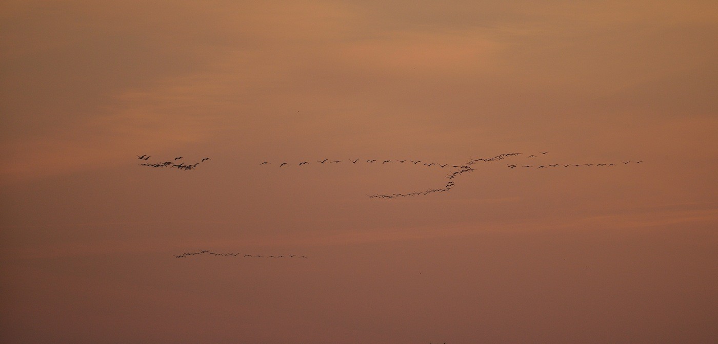 Vols de grues cendrées en migration.