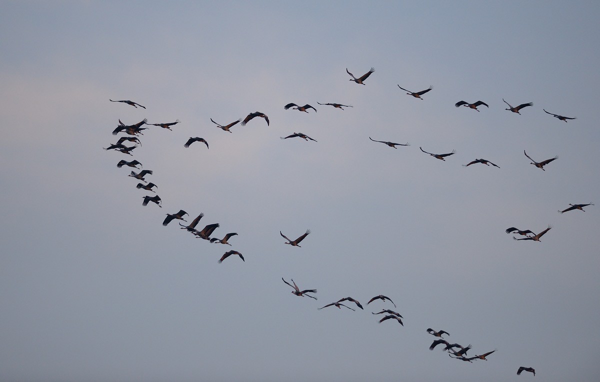 Vols de grues cendrées en migration.