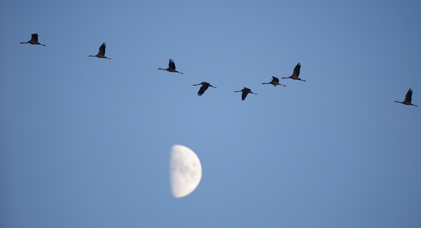 Vols de grues cendrées en migration.