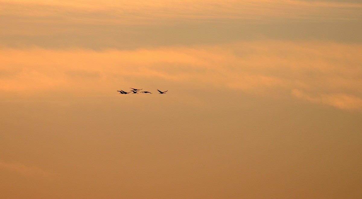 Vols de grues cendrées en migration.