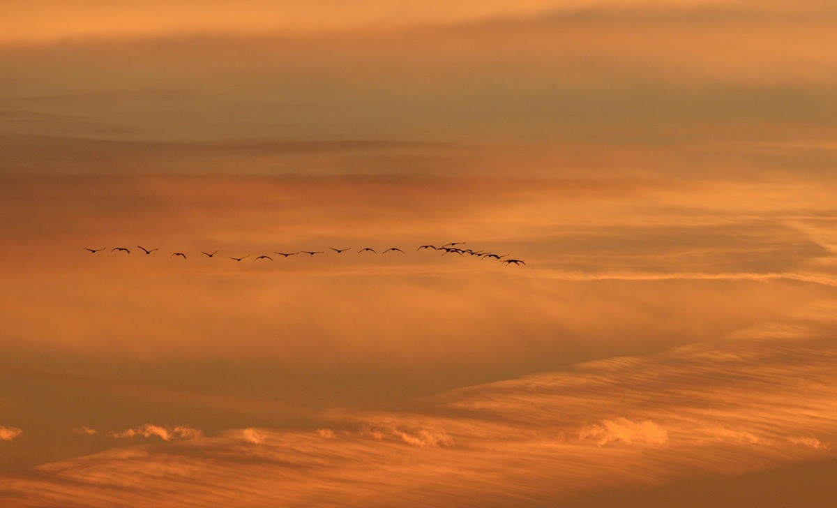 Vols de grues cendrées en migration.