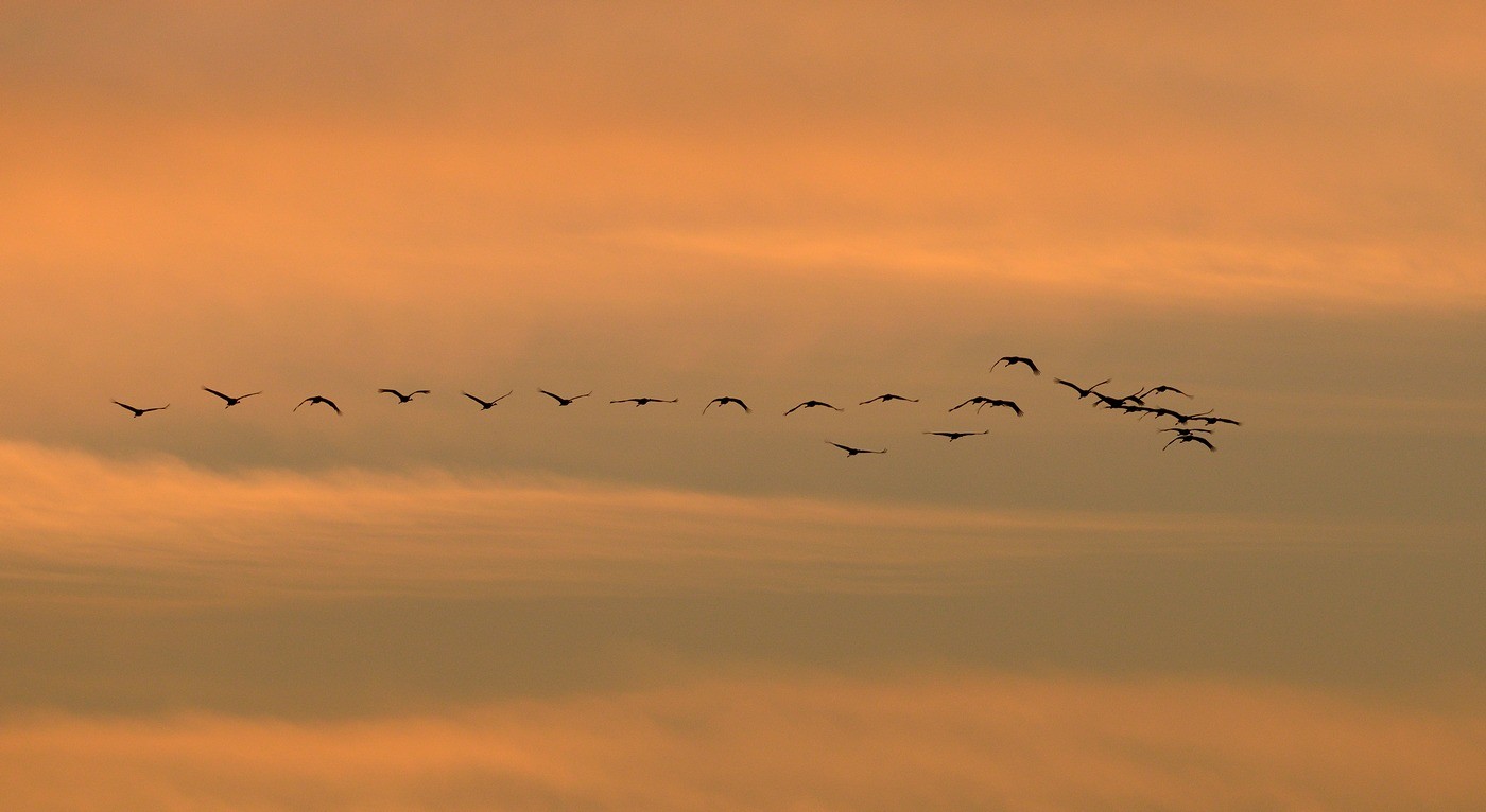 Vols de grues cendrées en migration.