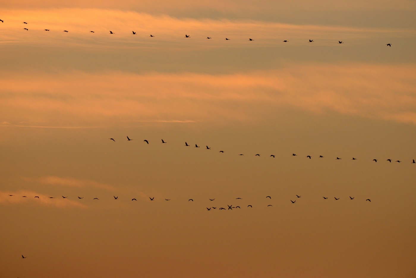 Vols de grues cendrées en migration.