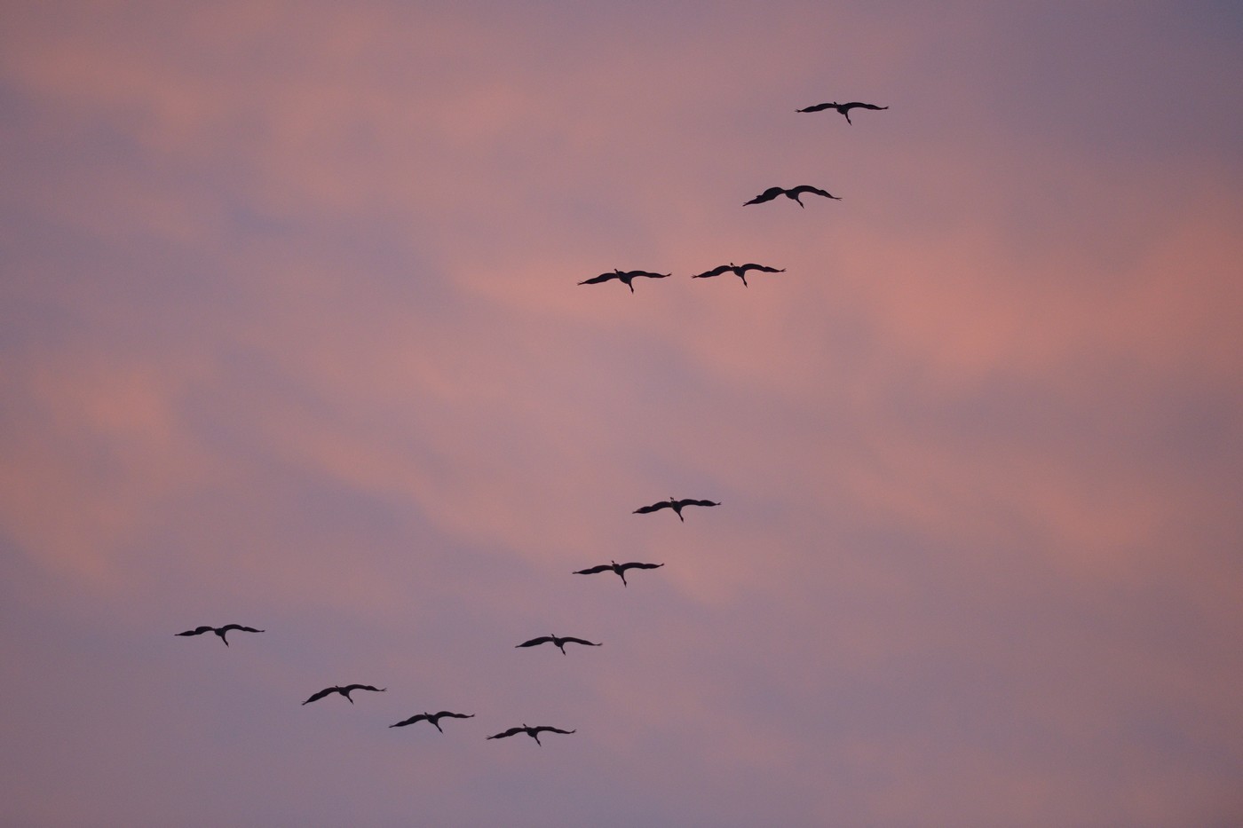 Vols de grues cendrées en migration.