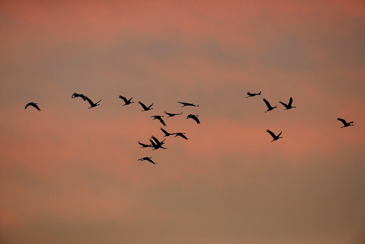 Vols de grues cendrées en migration.