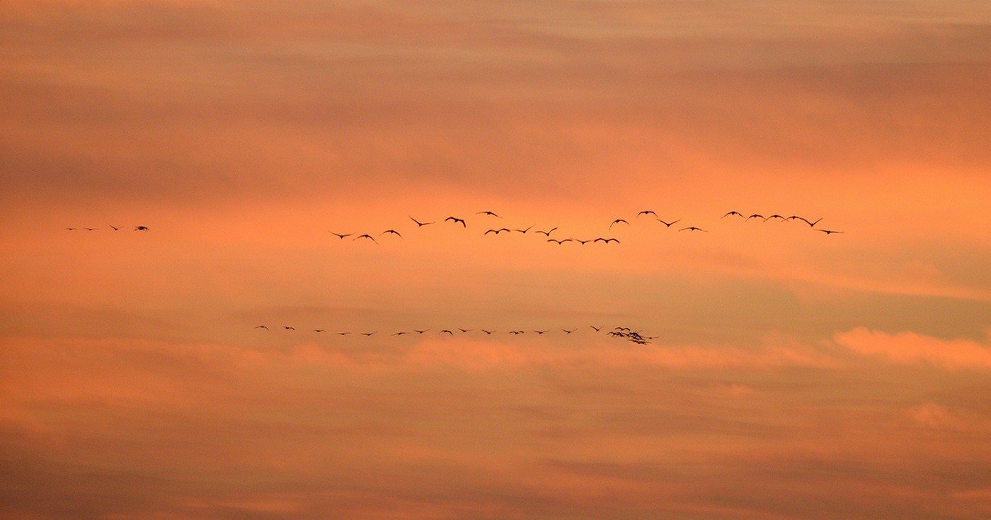 Vols de grues cendrées en migration.