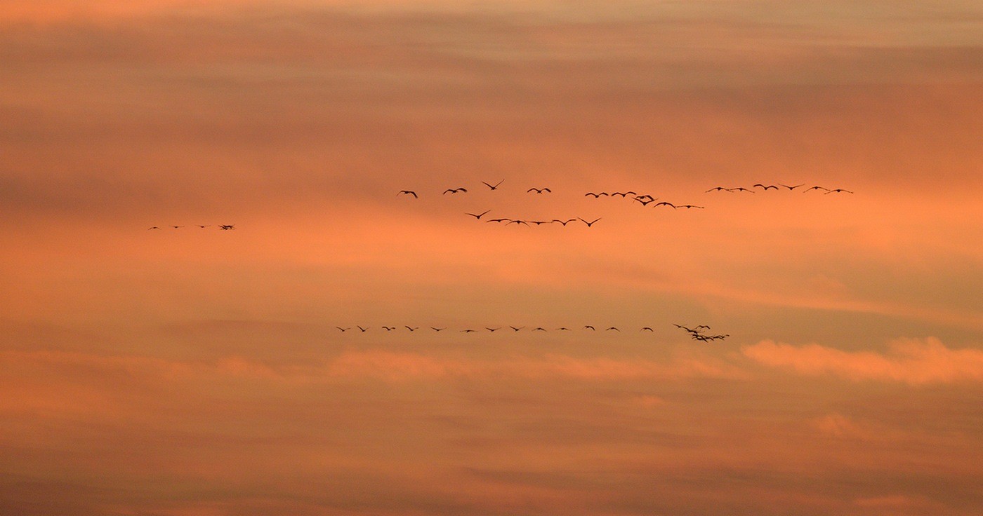 Vols de grues cendrées en migration.