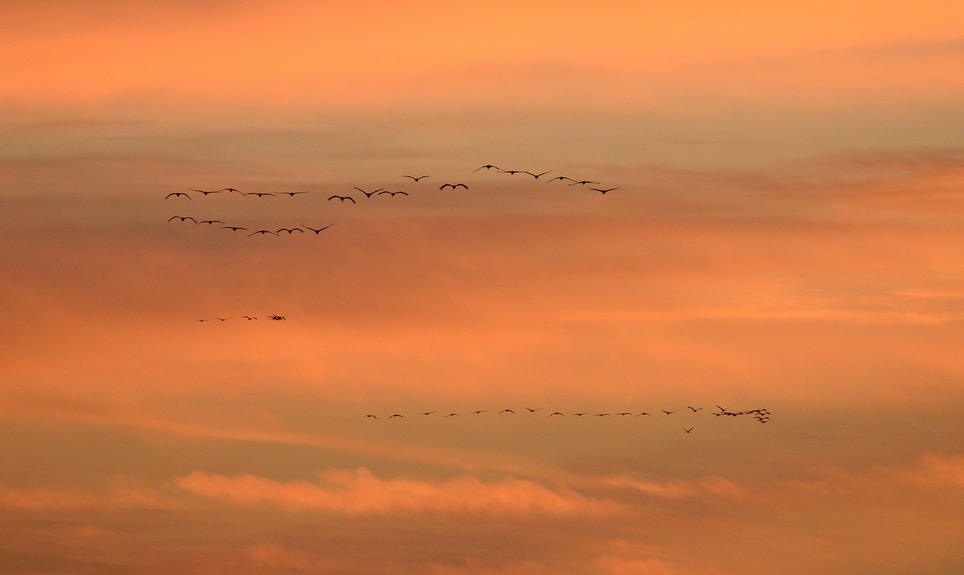 Vols de grues cendrées en migration.