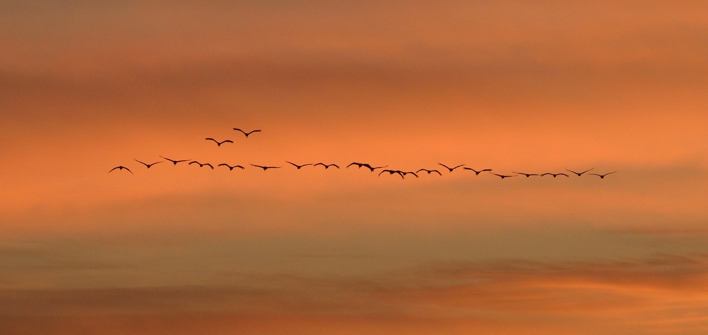 Vols de grues cendrées en migration.