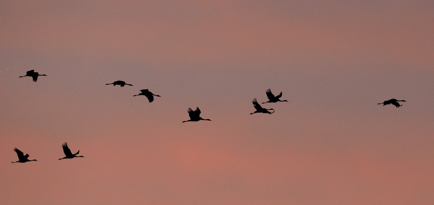 Vols de grues cendrées en migration.