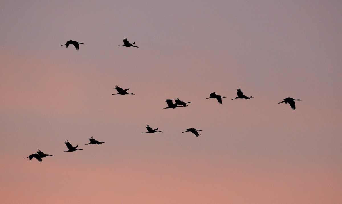 Vols de grues cendrées en migration.