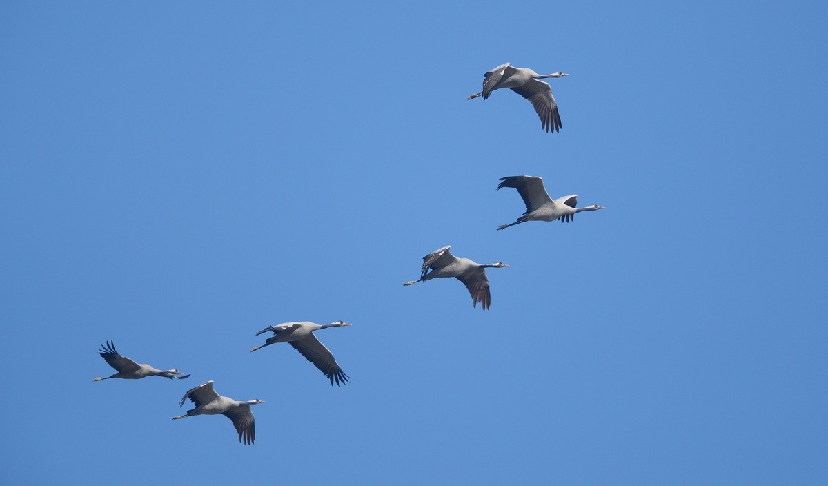 Vols de grues cendrées en migration.