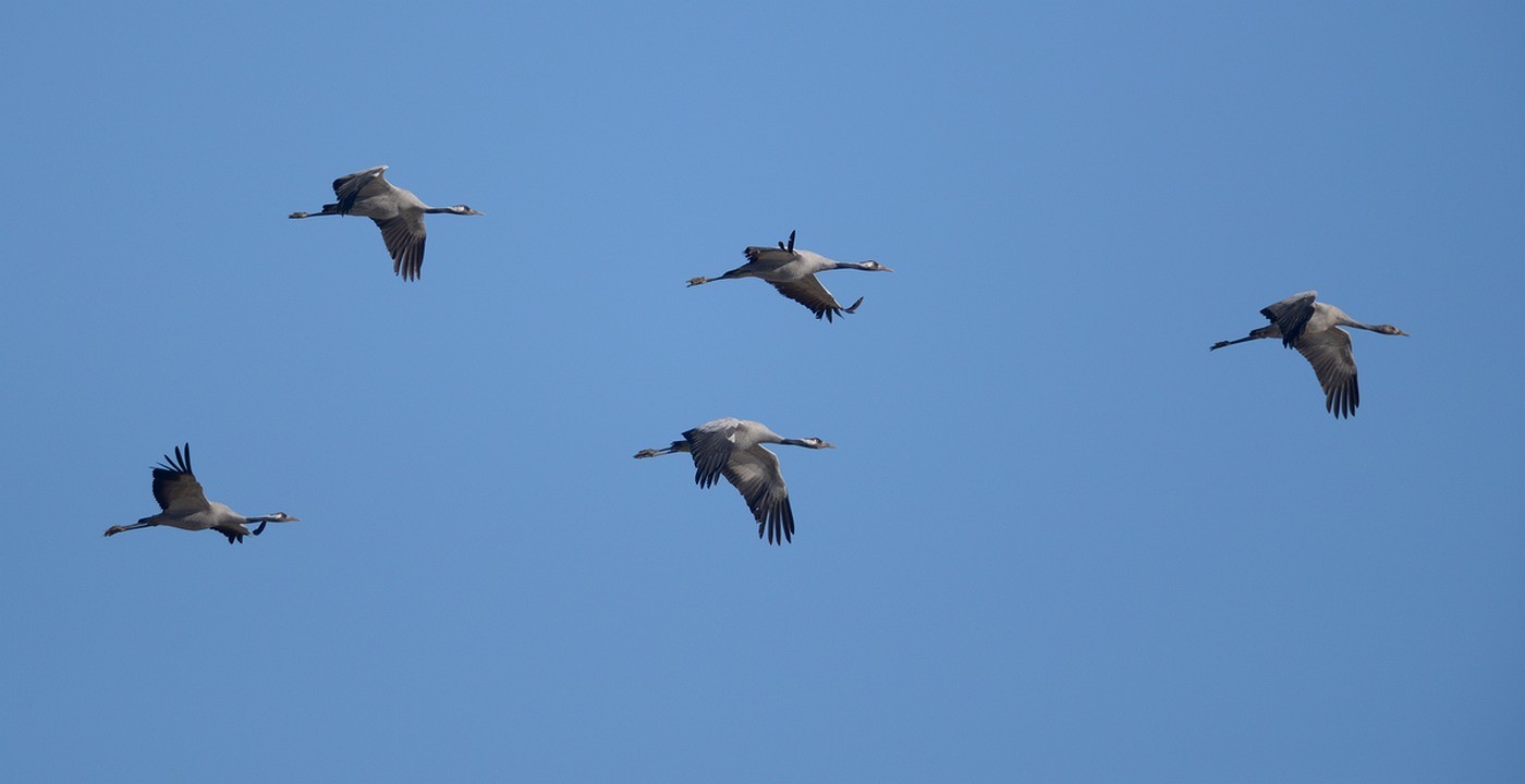 Vols de grues cendrées en migration.