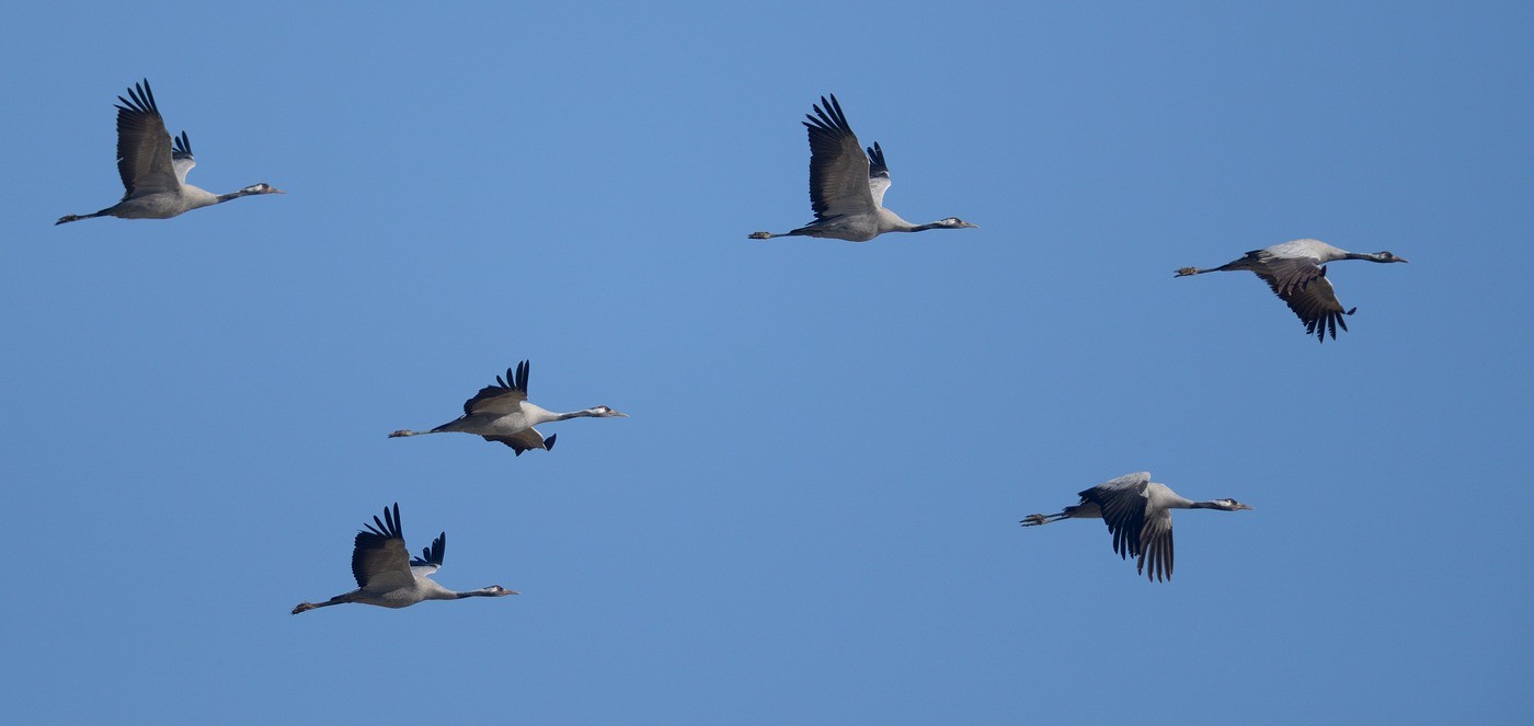 Vols de grues cendrées en migration.