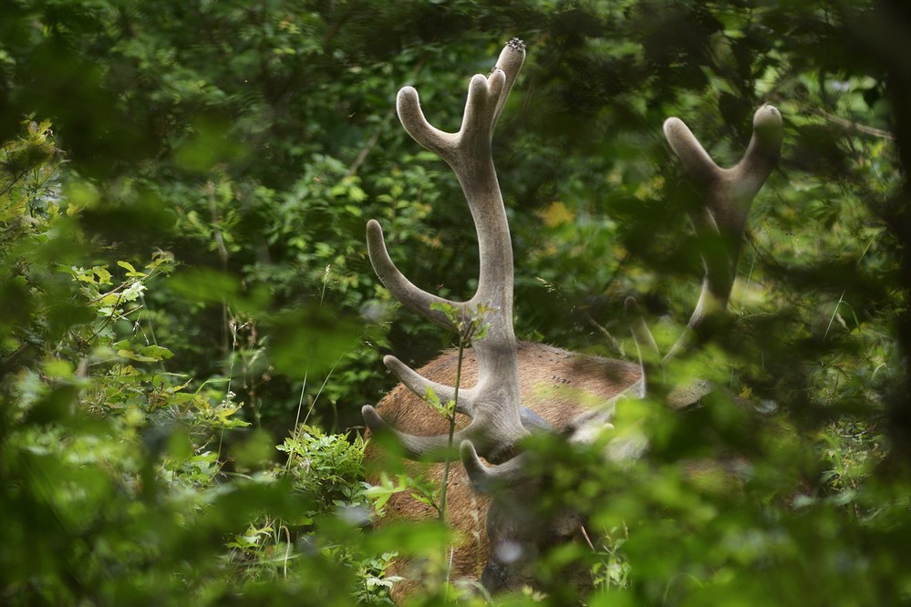 Cerf en velours dans son gîte de jour.