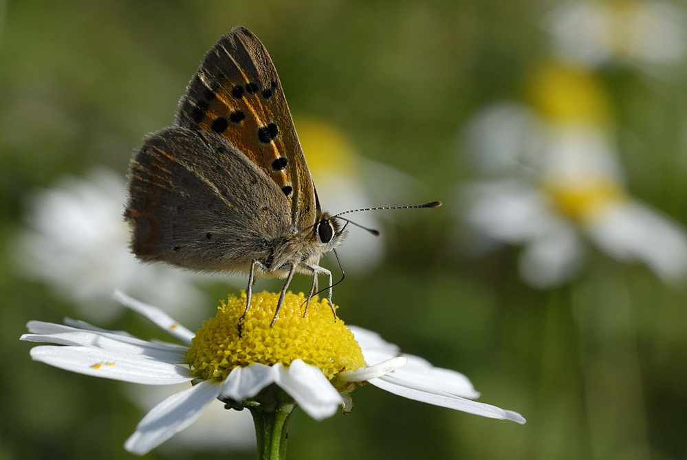 Photographies de nature.